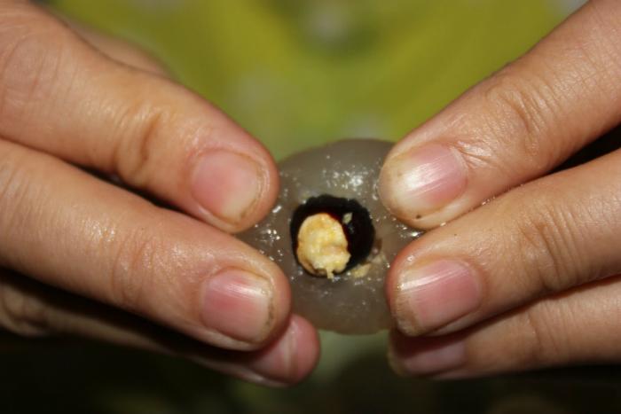 mach-ban-cach-chua-hoi-nach-hieu-qua-tu-hat-nhan-1