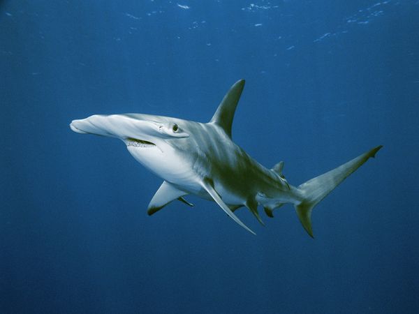 Nexus 5 - Hammerhead