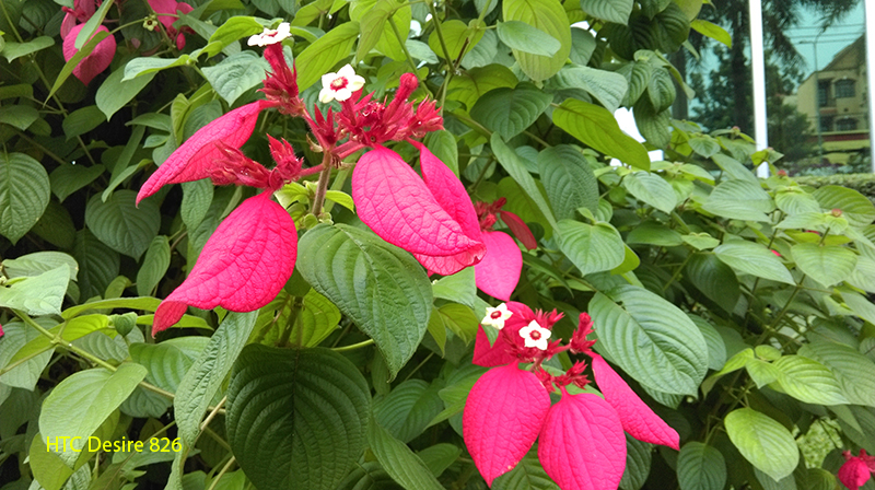 Camera Desire 826 Camera Desire 826