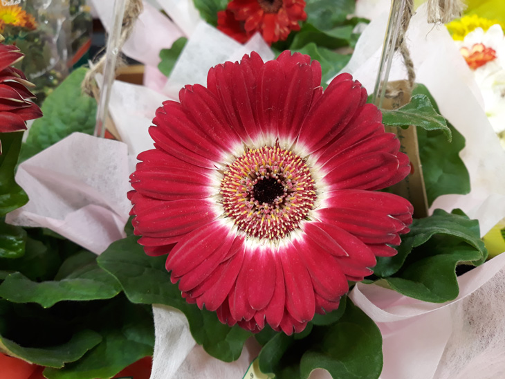 Đánh giá camera Samsung J7 Pro: khẩu độ f1.7 chụp ảnh đẹp không? Đánh giá camera Samsung J7 Pro: khẩu độ f1.7 chụp ảnh đẹp không?