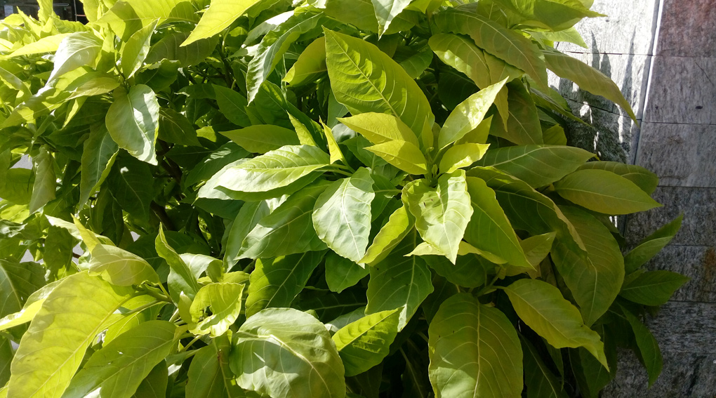 [Image: lenovo-a7000-camera-org-1.jpg]